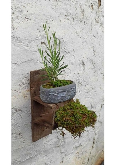 Saksıda Lavanta Fidesi Fidanı 10-20 Cm
