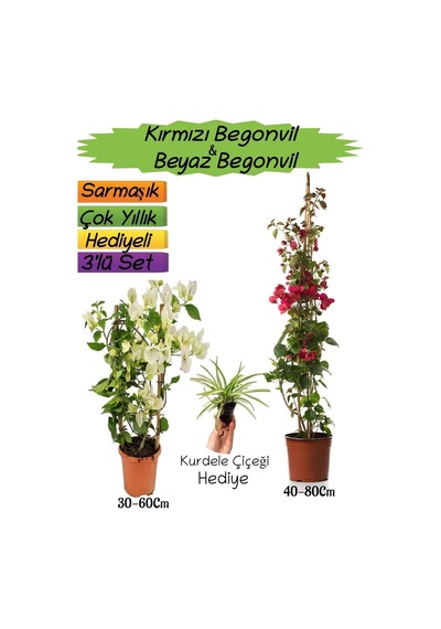 Kırmızı Renk Begonvil+beyaz Begonvil+kurdele Çiçeği 3'lü Peyzaj Seti