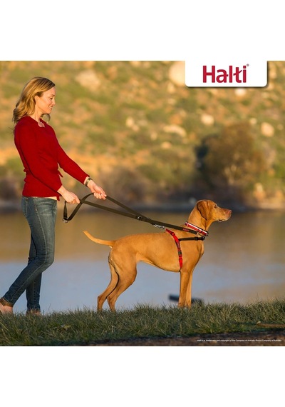Company Of Animals Halti Köpekler İçin Önden Kontrollü Göğüs Tasması, Orta Boy