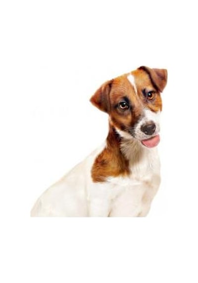 Royal Canin Küçük Irklar Için Yaş Konserve Köpek Maması 195 G