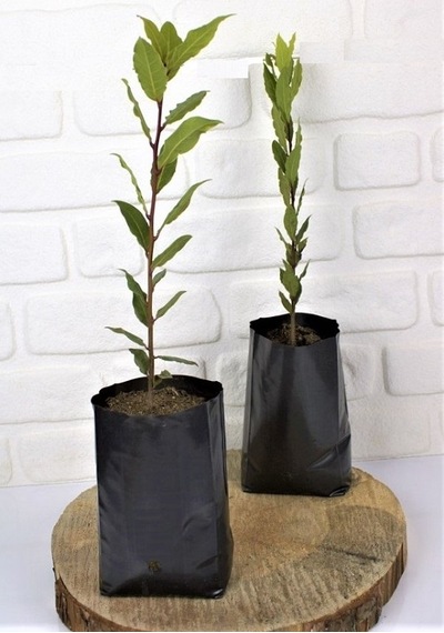 Defne Fidanı 2 Adet 30-50 Cm Defne Ağacı Fidanı Kokulu Defne