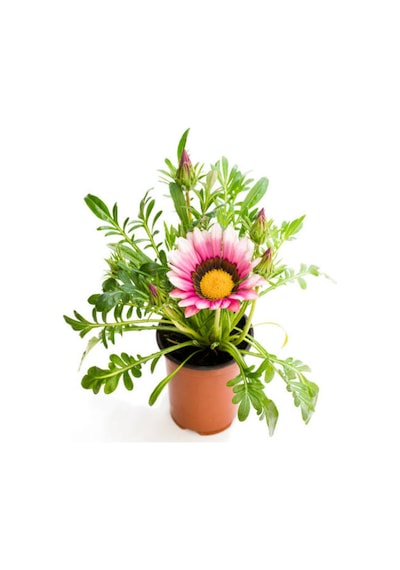 Kırmızı-pembe Beyaz Gazanya Çiçeği 2 Adet Saksılı 10-20cm Balkon/teras Çiçeği Diğer