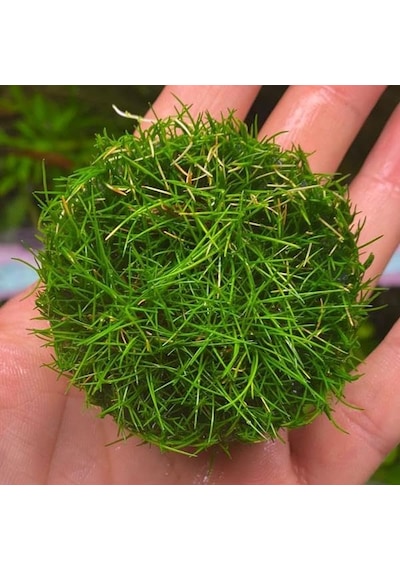 Mini Parvula In Vitro Cup Canlı Bitki