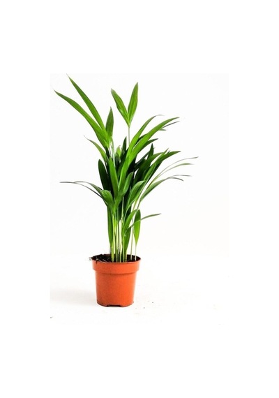Mini Salon Palmiyesi Chamaedorea 30-40 Cm Areka Palmiyesi
