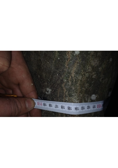 Kayın Ağacı Tomruk - Kütük - Boy 72cm Çapı 100-140 Cm 72x110