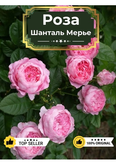 Dream Roses Schantale Marie Gülü Fidanı 151270847