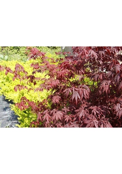 Kırmızı Yapraklı Japon Akçaağaç Acer Palmatum Atropurpureum