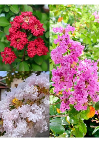 Videolu Oya Ağacı Çiçeği Kırmızı-beyaz-pembe 3 Adet Saksılı/ Tüplü 40-70 Cm Lagerstroemia İndica