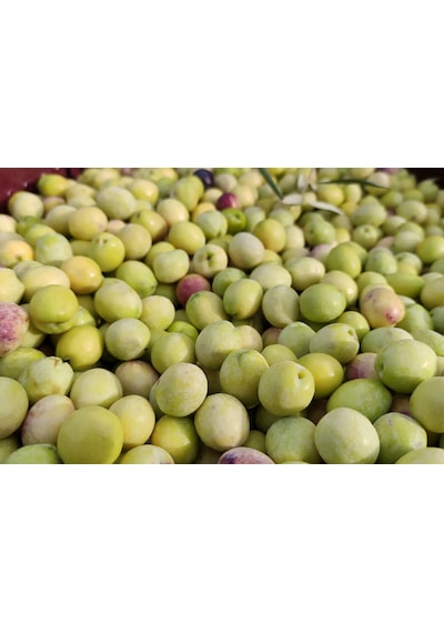 Sazak Yeşil Kırma Zeytin Mut Zeytini ( 261-290 M Kalibre) 5 L Pet Yeni
