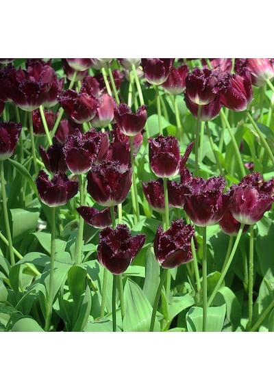 Purple Crystal Lale Soğanı 5 Adet