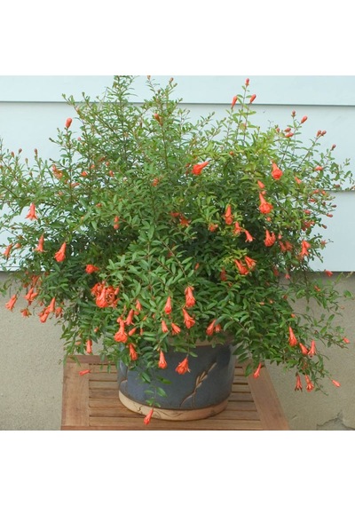 Bodur Süs Narı – Punica Granatum “Nana”