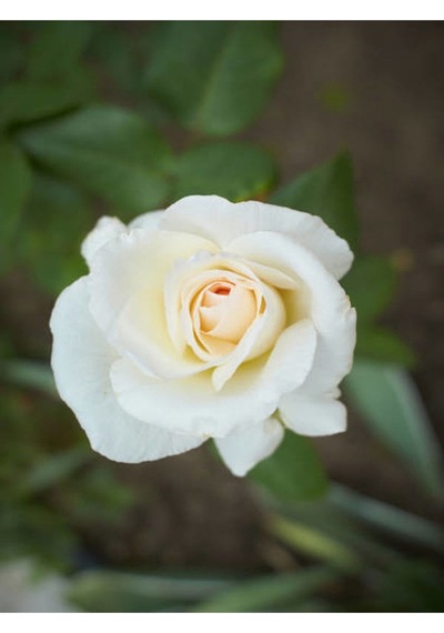Chopin Beyaz Gül Fidanı 1 Adet Saksılı/tüplü 30-60 Cm Bahçe Bitkisi White Rose