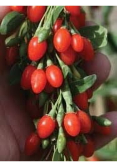 10 Adet Goji Berry Tohumu Kurt Üzümü Tohumu + Tohum