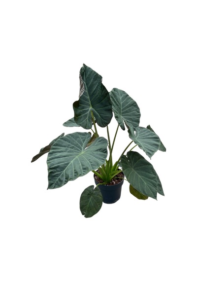 Alocasia Regal Shield (Fil Kulağı) Ø24 CM 80-90 CM