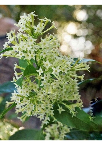 Gece Sefası Melisa Limon Çiçeği 1 Adet Saksılı/ Tüplü 30-60cm Bahçe Bitkisi Cestrum Parqui