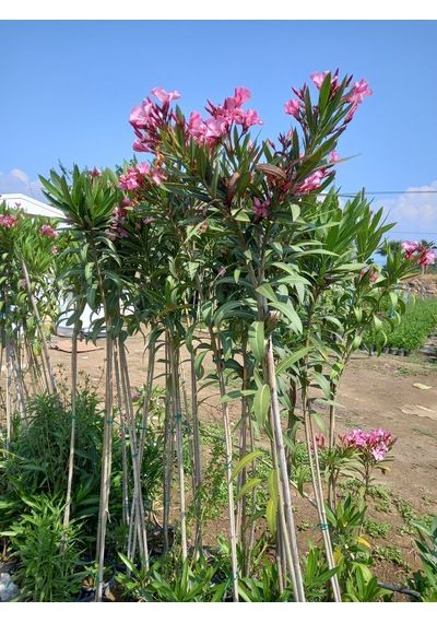 Tijli Pembe Zakkum Ağacı 1,70-200 Cm. Nerium Oleander