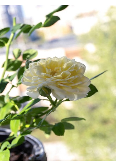Videolu Aşılı Yediveren Kokulu Krem Gül Fidanı 10-15 Cm Saksılı Cream Rose Sapling