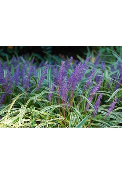 Çim Zambağı 20 Adet 'Liriope Muscari Variegata'