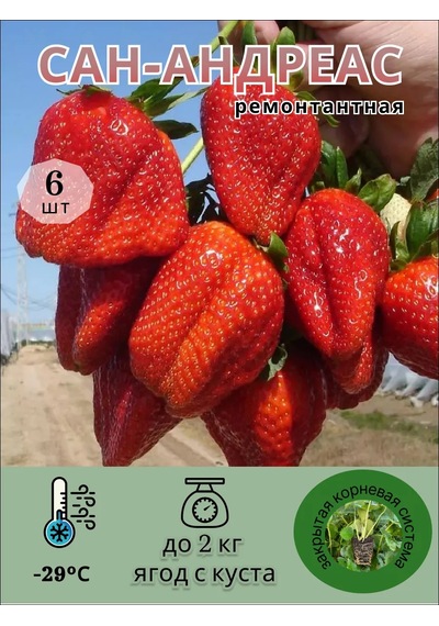 Sebekinskij Rajon San Andreas Çilek Fidanı - 6 Adet. 186994609