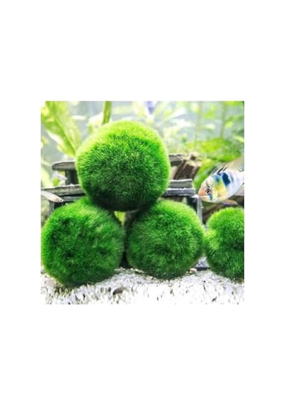 Canlı Marimo Moss Ball Yosun Topu 2-3cm Dekoratif Bitki 41bordocipsobeyaz
