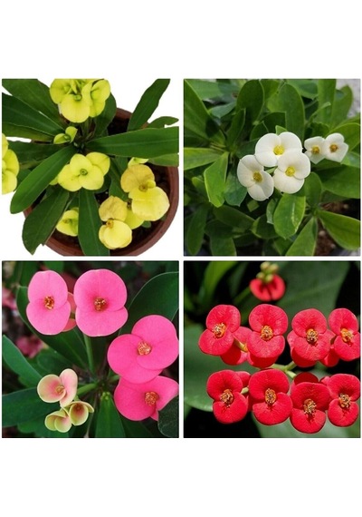 Videolu Dikenler Tacı Milli 4 Adet 15-25cm Kırmızı-pembe-beyaz-sarı Çiçekli Kaktüs Euphorbia