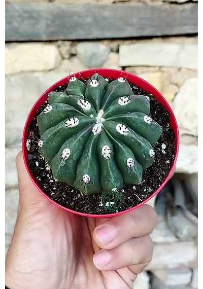 Melocactus Maxonii Inermis Nadir Tür Koleksiyonluk Kaktüs