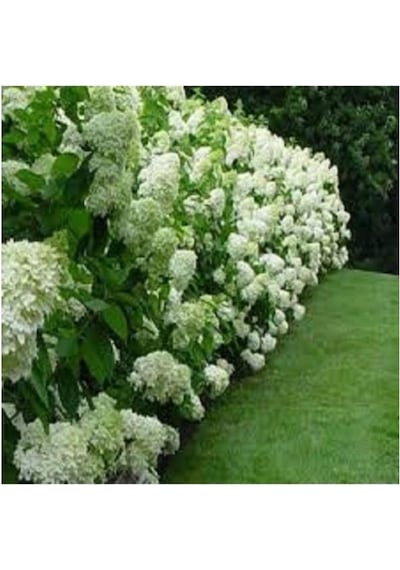 Macrophylla Ortanca 10-20 Cm 3 Adet Beyaz