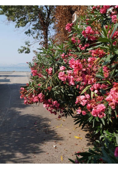 Videolu Pembe Zakkum Çiçeği Fidanı Dış Mekan Bitkisi 60-150cm Saksılı Pink Oleander Flower