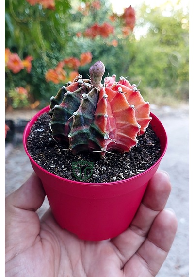 Gymnocalycium Mihanovichii Variegata Köklü Çok Renkli
