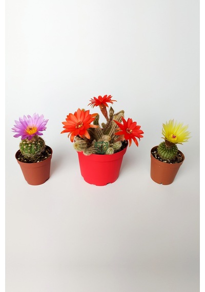 3'lü Çiçekli Kaktüs Set Natocactus Ubelmanianus, EchinopsisChamaecereus, Parodia Buiningii
