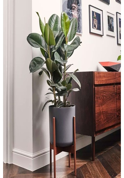 Kauçuk Bitkisi 2 Köklü 60-80 Cm