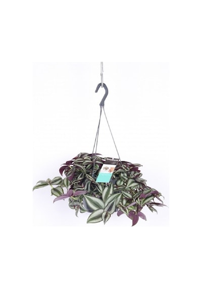 Telgraf Çiçeği Askılı Saksı Tradescantia Zebrina Çiçeği