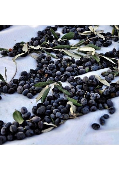 Tüplü Sınırlı Üretim Cezayir Menşei Sigoise Zeytini Fidanı