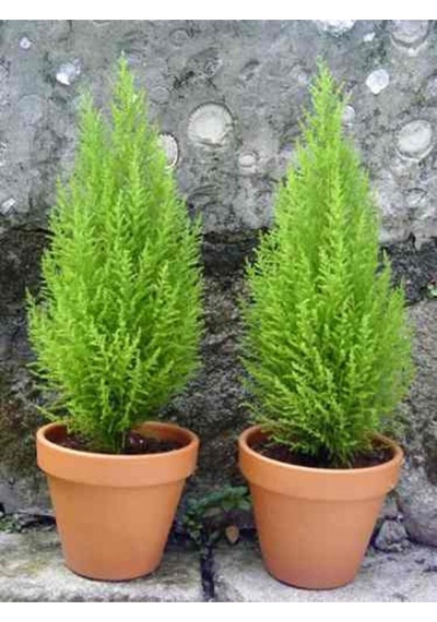 Limon Kokulu Çam Limoni Servi Cupressus Ev Ofis Salon Çamı 25-35 Cm