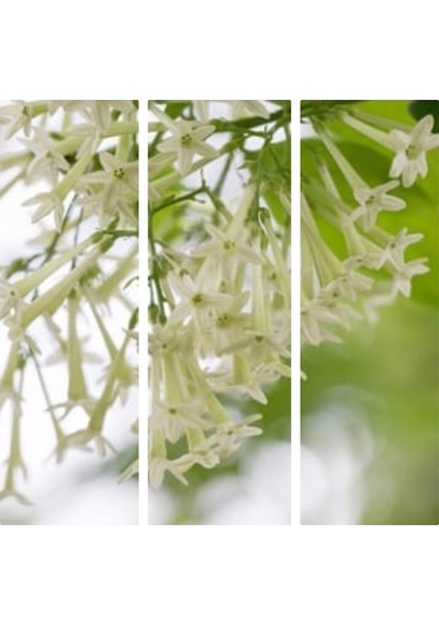Videolu Melisa Çiçeği Fidanı Parfüm Çiçeği 15-30 Cm Tüplü Dış Mekan Ağaçları Cestrum Nocturnum