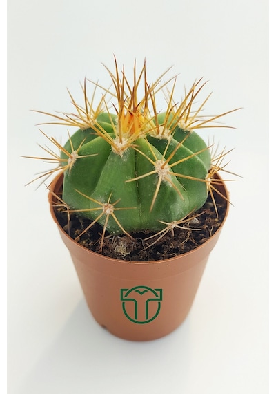 Melokaktus Matanzanus Kaktüs Özel Tür 5.5 Cm Saksida