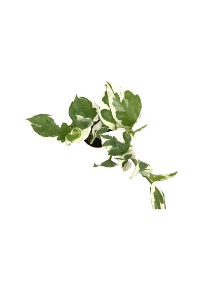 Epipremnum Aureum 'N Joy' (Salon Sarmaşığı) Ø5,5 CM Y0-10 CM