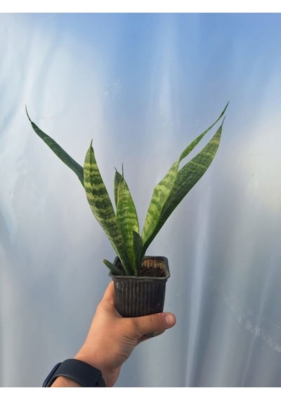 Videolu Kılıç Çiçeği 20 30 Cm 3 Adet Saksılı İç Mekan Bitkisi Gladiolus