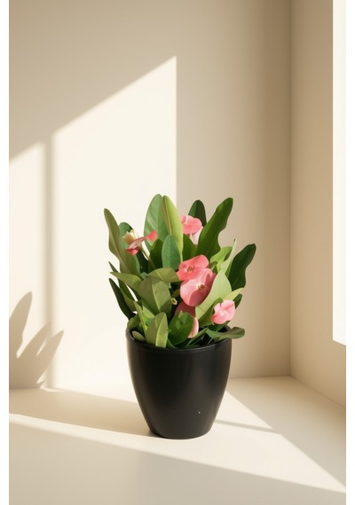 Euphorbia Milii
