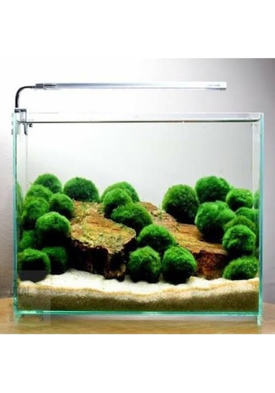 İthal Bitki Marimo Moss Ball 2-3cm Yosun Topu Canlı Bitki Kopy1-951512 Çok Renkli