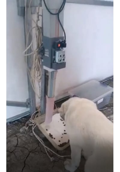 3e Tasarım Otomatik Köpek Mama Makinesi