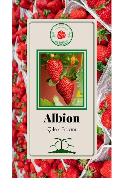 29 Adet Albion Çilek Fidesi Açık Kök ve Taze Söküm (Frigo)