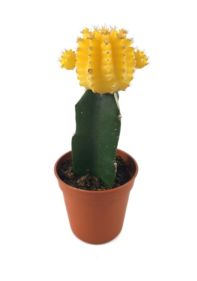 Gymnocalycium Mihanovichii 'Yellow' (Kaktüs) Ø5,5 CM Y0-10 CM