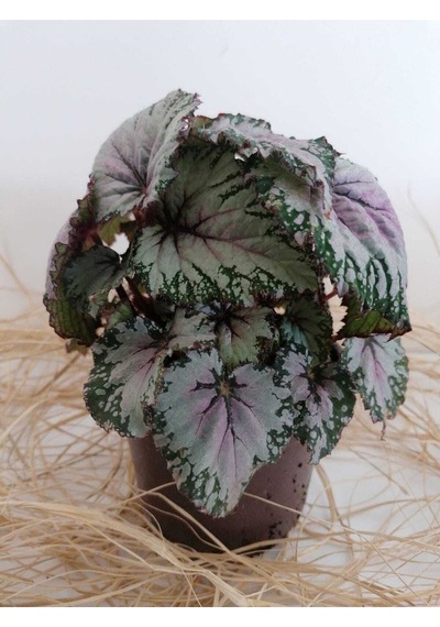 Videolu Rex Begonya Yaprak Güzeli 1 Adet Saksılı 15-30cm Iç Mekan Ev Salon Bitisi Rex Begonia