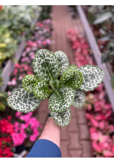 Streptocarpus 'Pretty Turtle' Ø12 CM Y20-25 CM