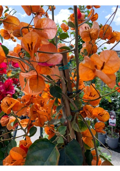 Videolu Turuncu Begonvil 70 90 Cm 1 Adet Saksılı/ Tüplü Bahçe Bitkisi Bougainvillea