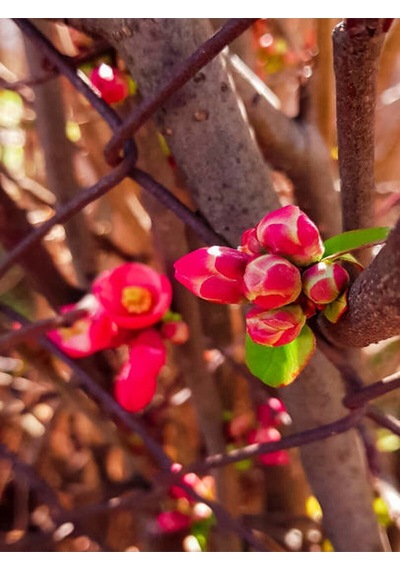 Yörük Gelini Japanese Quince Bol Çiçekli Süs Bitkisi Aşılı Meyve Fidanı