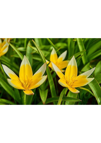 Tulipa Lale Tarda Soğanı 10 Adet