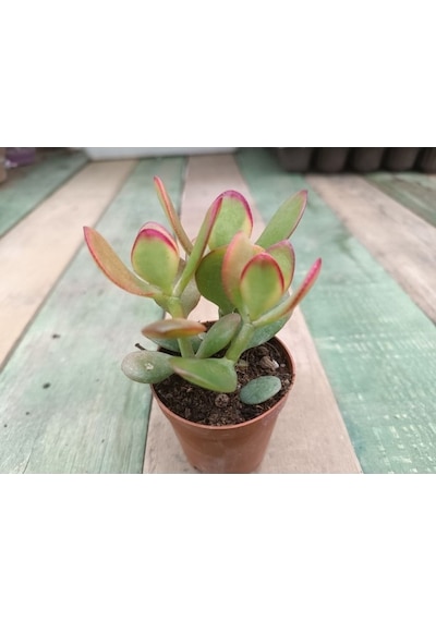 Crassula Ovata Hummels Sunset Para Ağacı 10-20 Cm