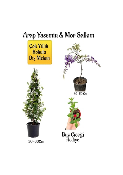 Kokulu Arap Yasemin Çiçeği+mor Salkım Ağacı Fidanı Buz Çiçeği Peyzaj Seti